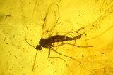 Two Fossil Wasps, a Spider and Flies in Baltic Amber #142246-3